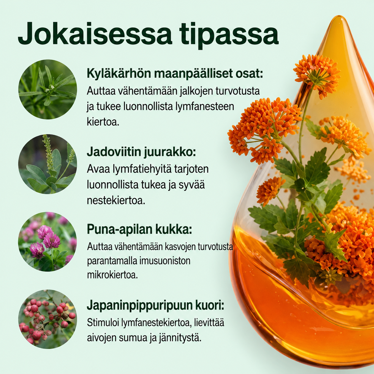 Luzyna – Lymfakierto